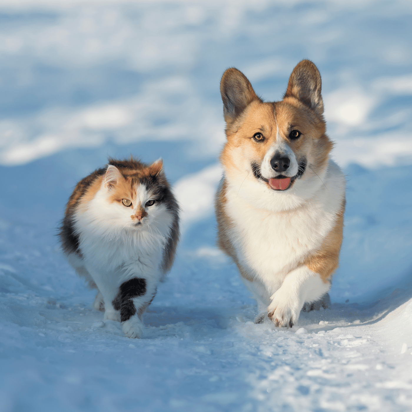 SHOPTHELOOK_2026_01_OP VENTES PRIVEES