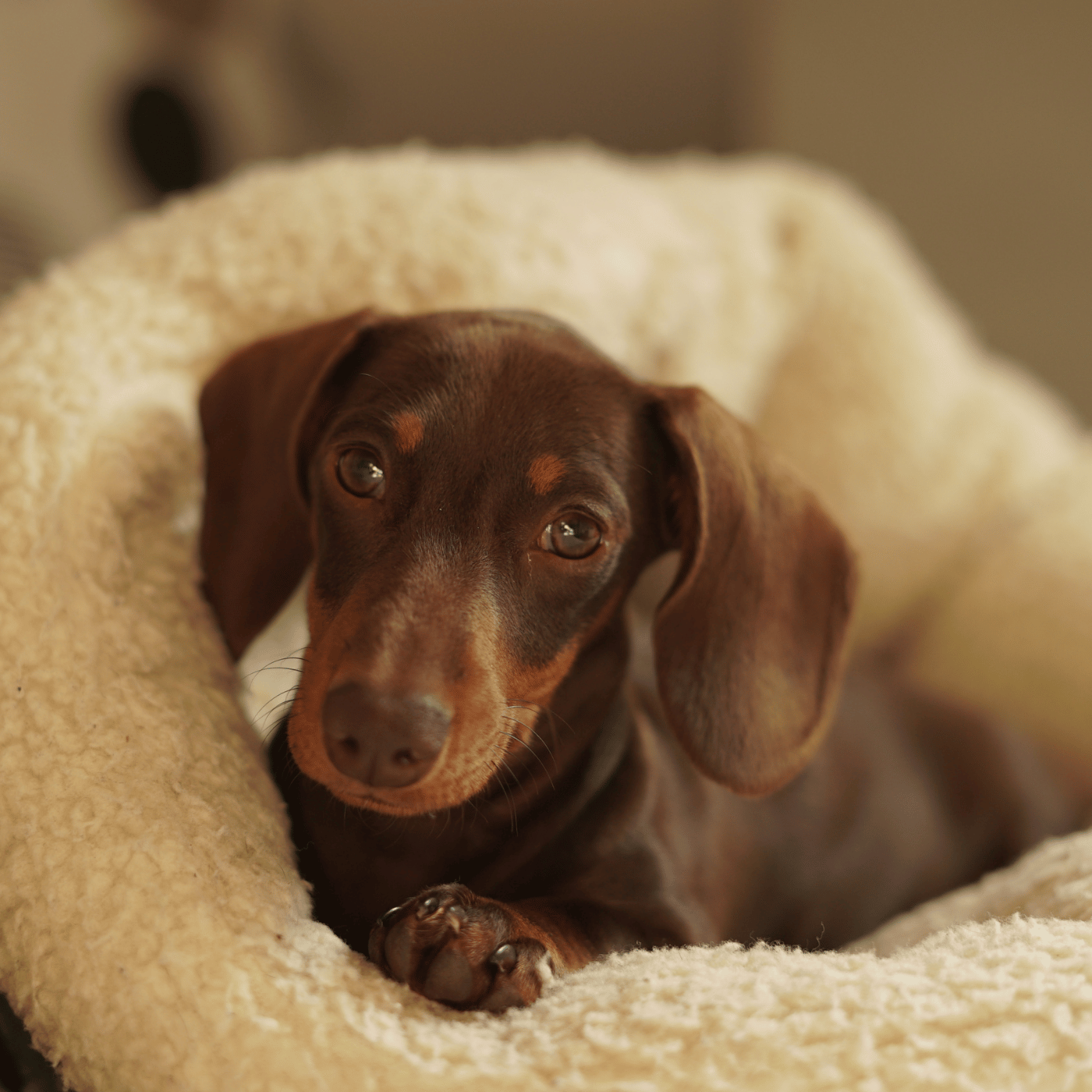 SHOPTHELOOK_2026_01_OP VENTES PRIVEES_CHIEN