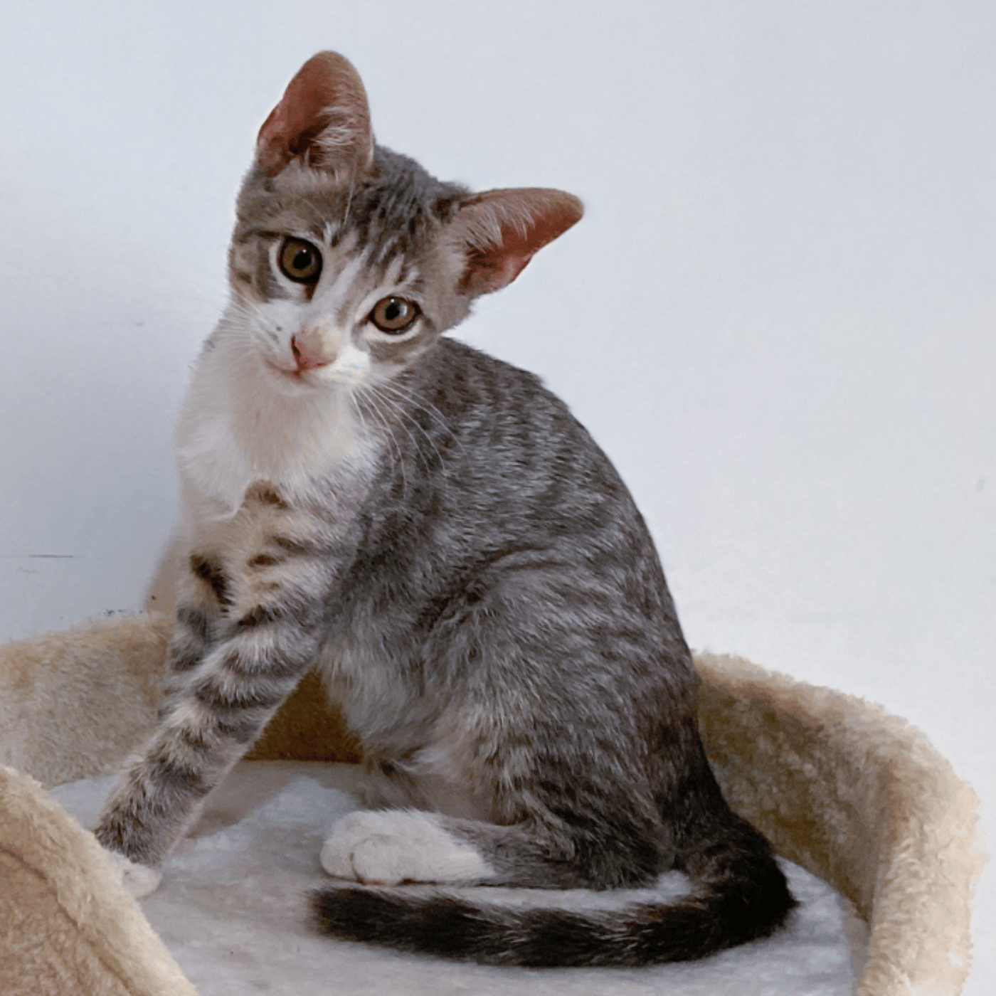 SHOPTHELOOK_2026_01_OP VENTES PRIVEES_CHAT