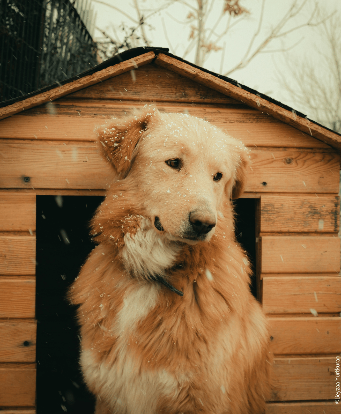 Chien au pelage doré assis devant sa niche en bois sous la neige