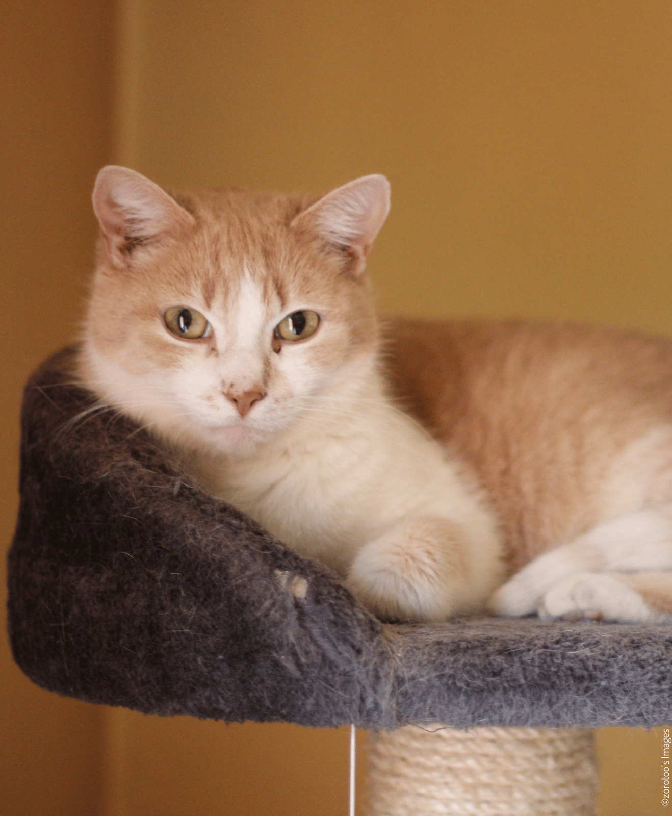 Chat au pelage blanc et orange allongé sur une plateforme d’arbre à chat recouverte de tissu gris