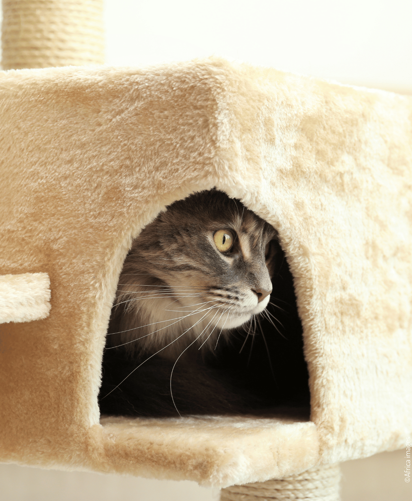 Chat gris tigré observant depuis l’intérieur d’une niche d’arbre à chat recouverte de peluche beige