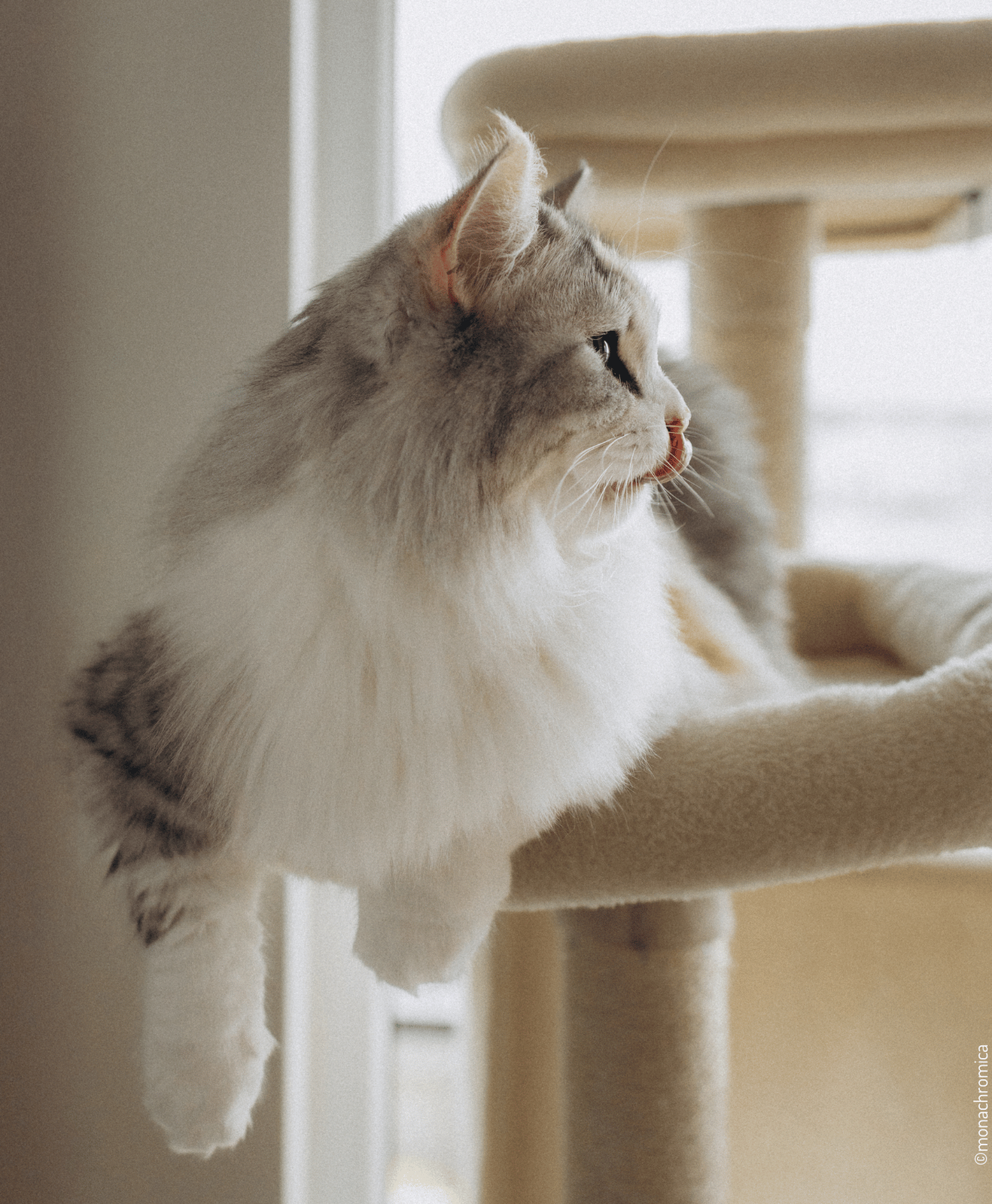 Chat au pelage gris et blanc allongé sur une plateforme d’arbre à chat beige près d’une fenêtre