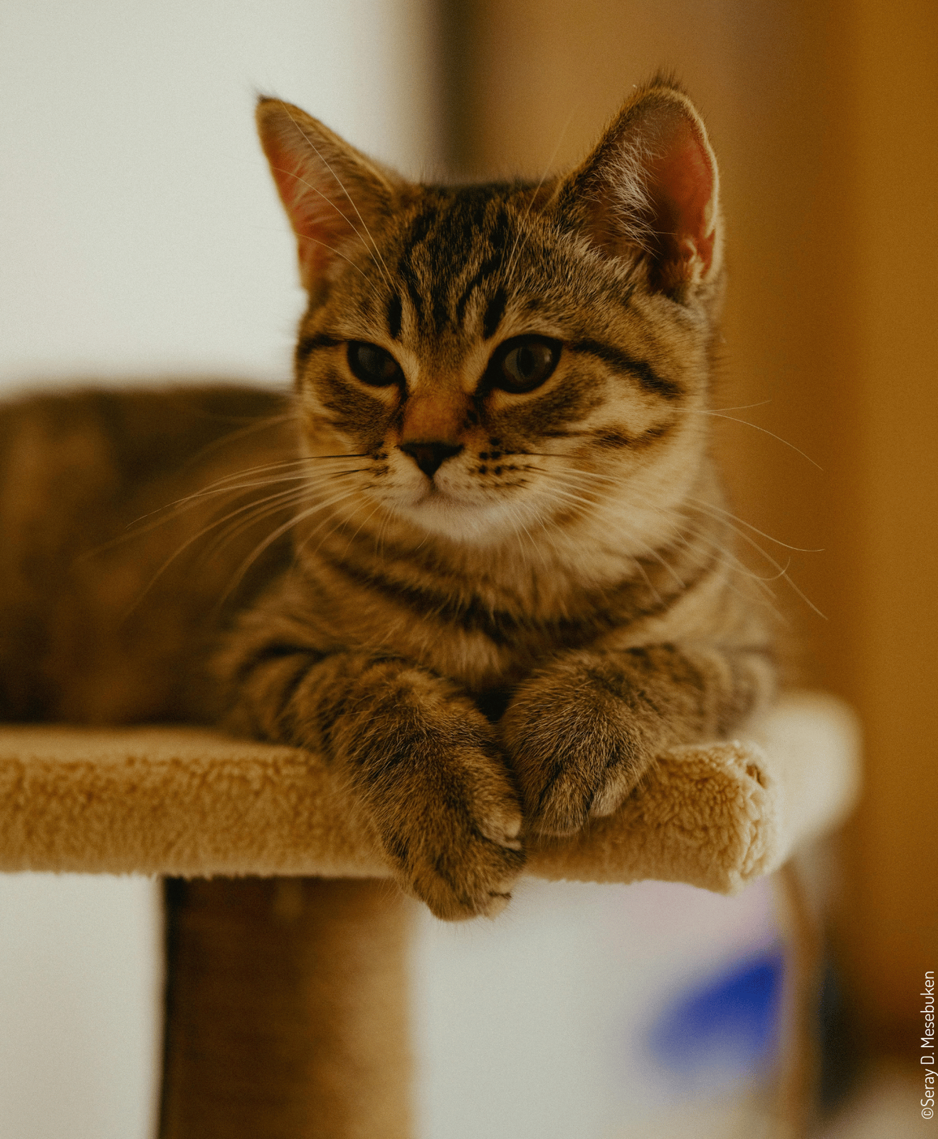 Chat tigré brun allongé sur une plateforme d’arbre à chat beige