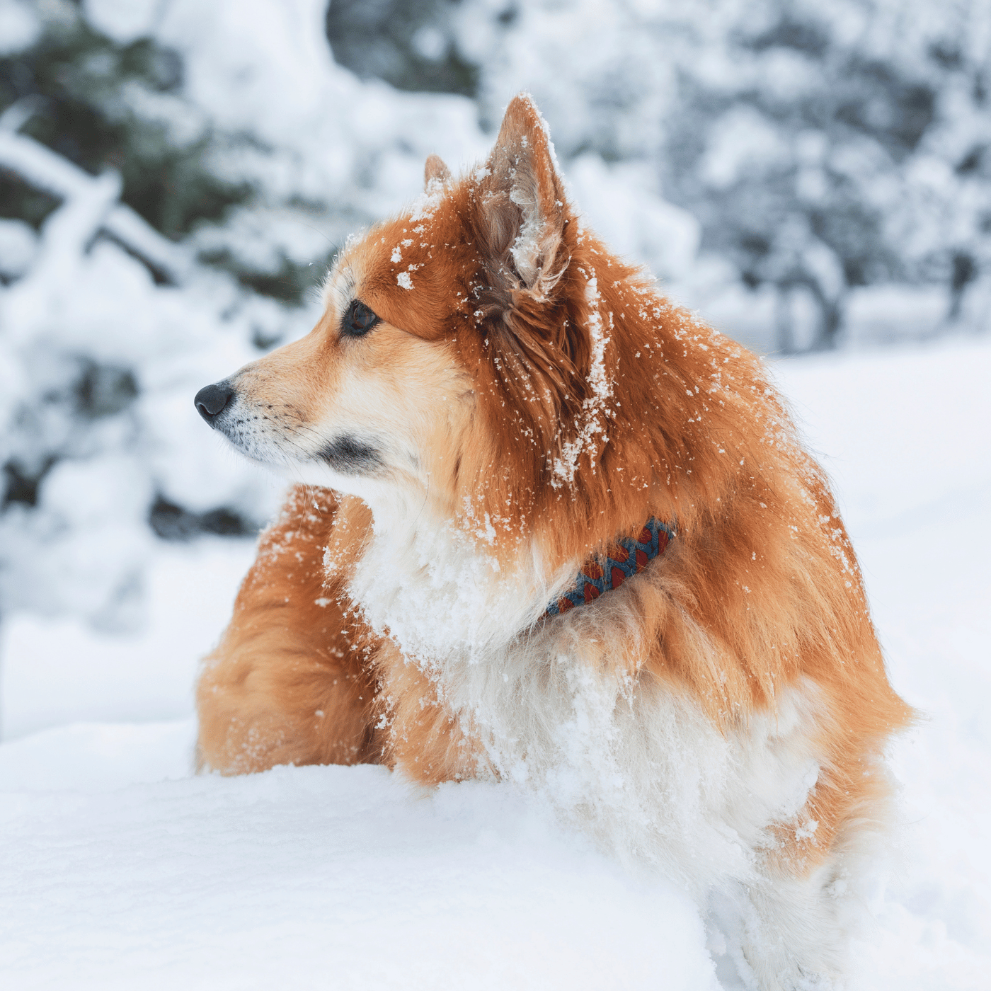 SHOPTHELOOK_2026_01_JOURS A CROQUER - MASTER CHIEN