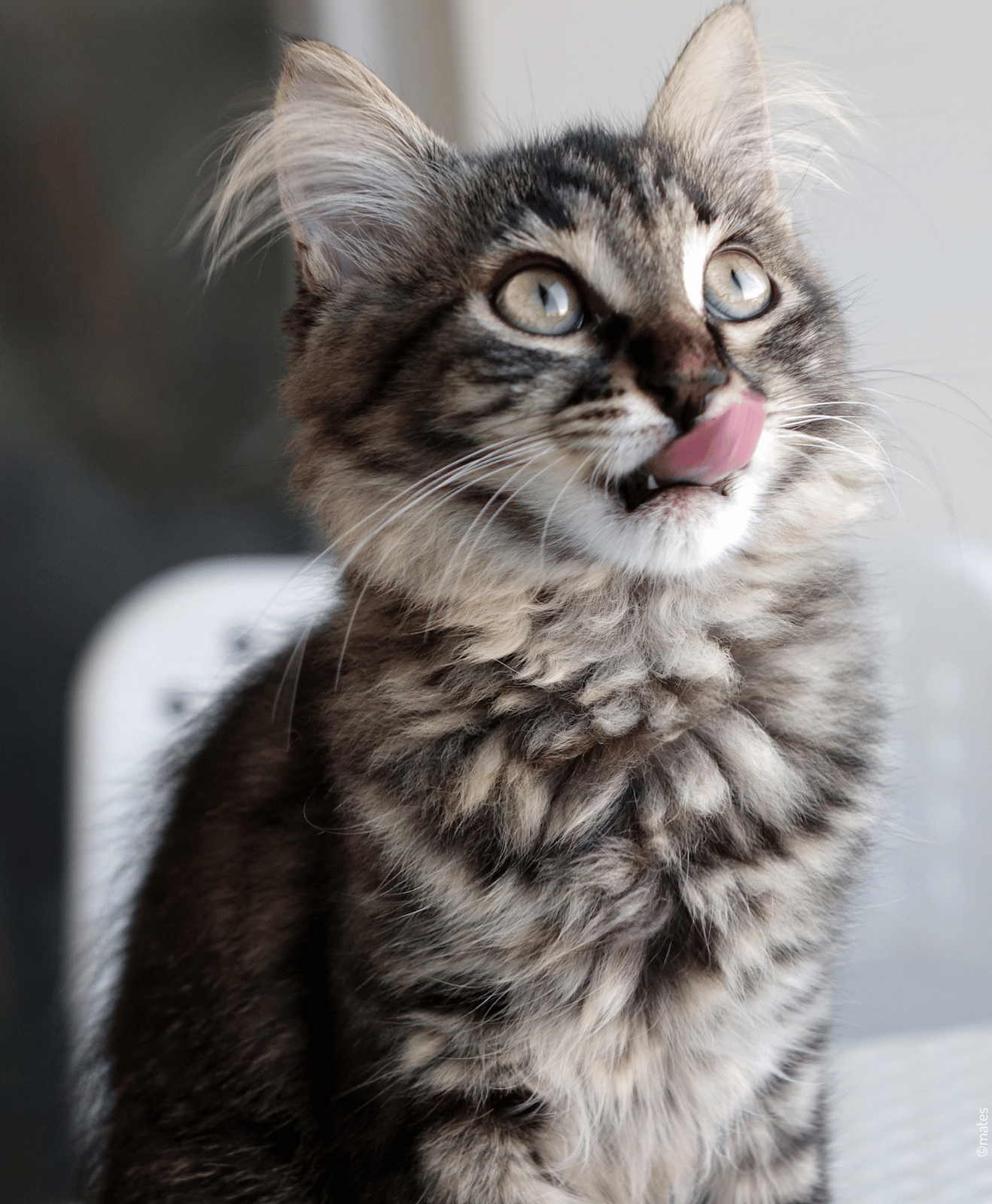 Chat gris qui tire la langue