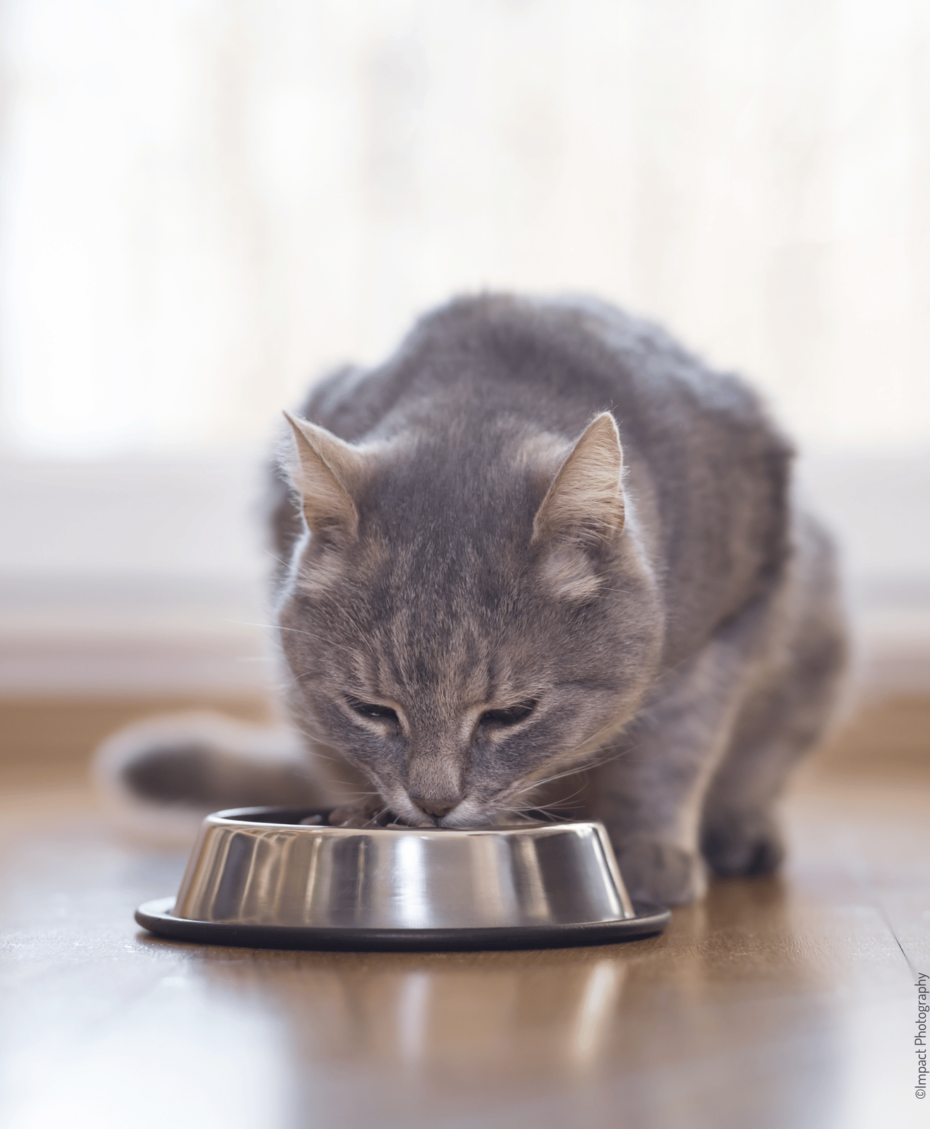 Chat gris qui mange dans sa gamelle