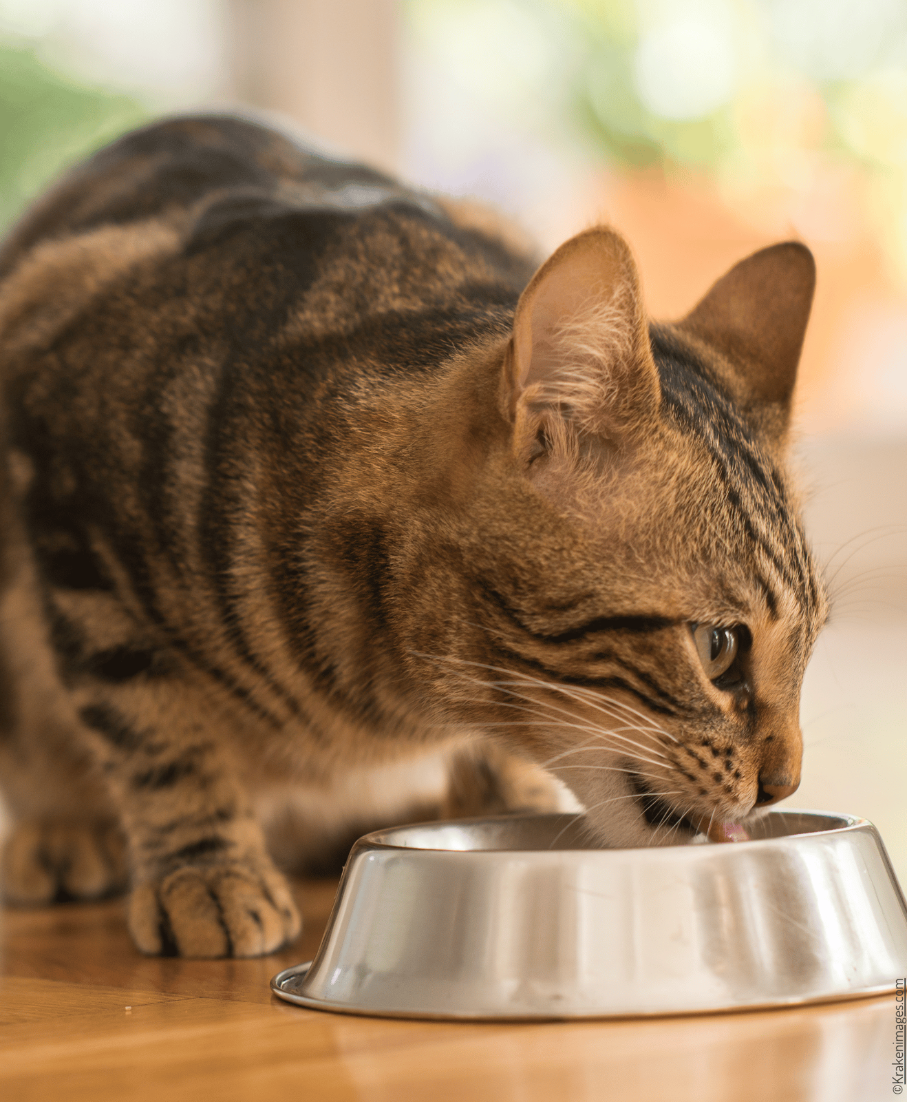 Chat marron et beige qui mange dans sa gamelle