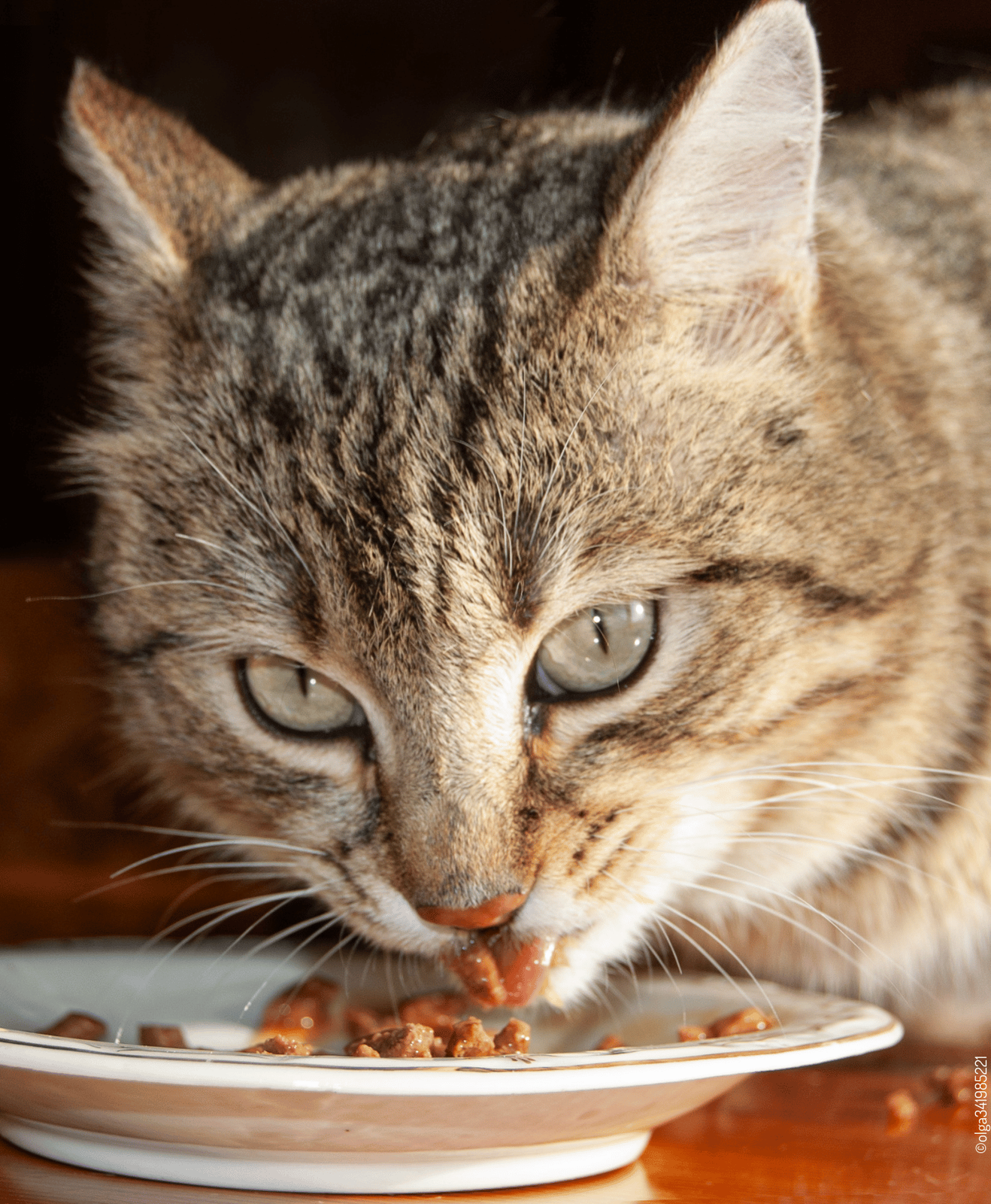 Chat qui regarde au large et mange dans une assiette