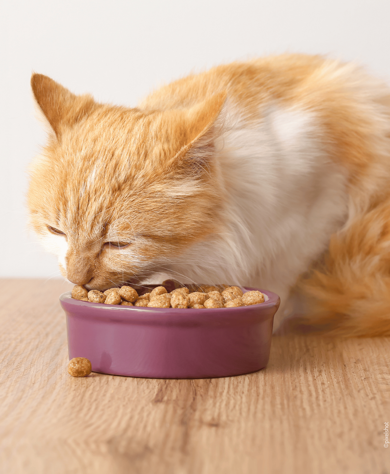 Chat au pelage orange et blanc qui mange des croquettes dans sa gamelle