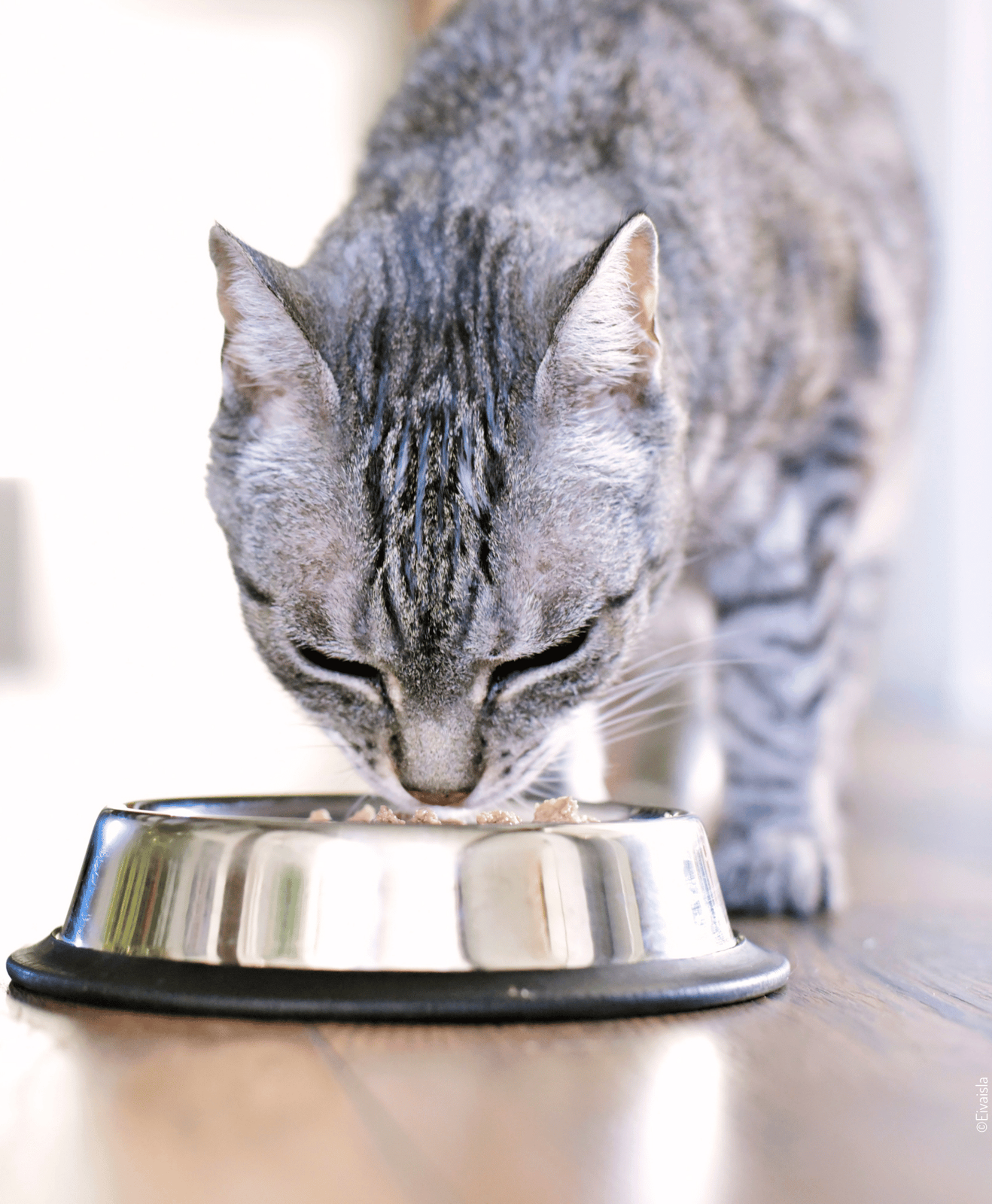Chat gris qui mange dans sa gamelle