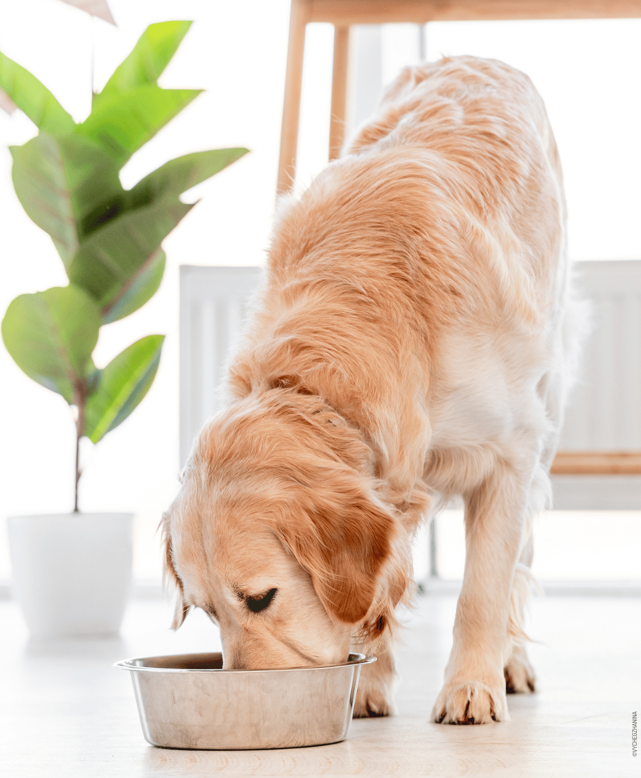 Un chien beige qui mange dans sa gamelle
