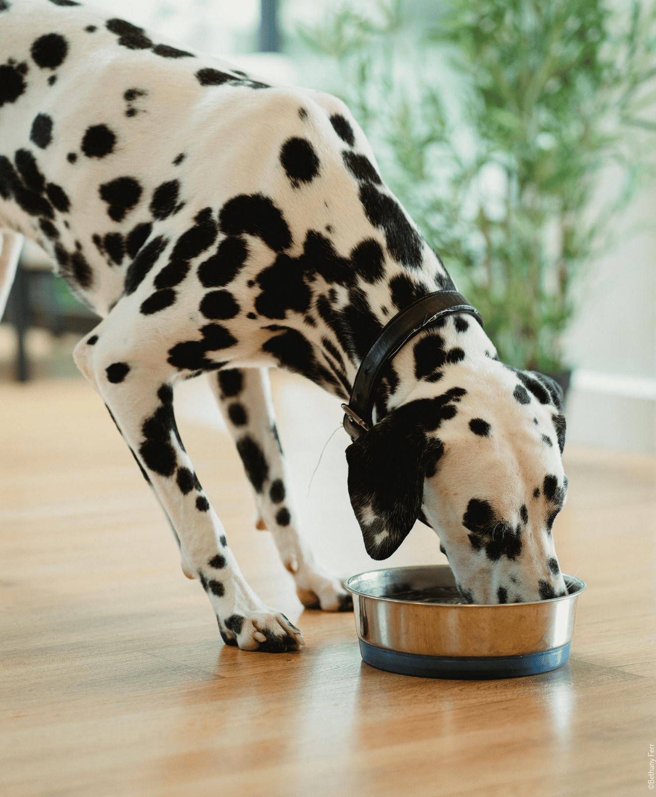 Un chien blanc avec des tâches noir qui mange dans sa gamelle
