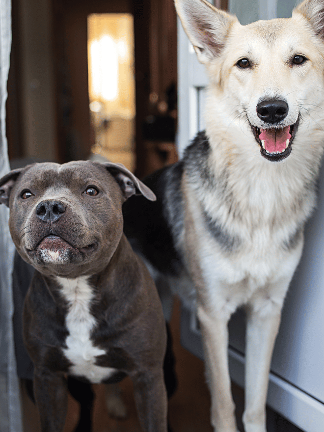 Deux chiens devant la porte