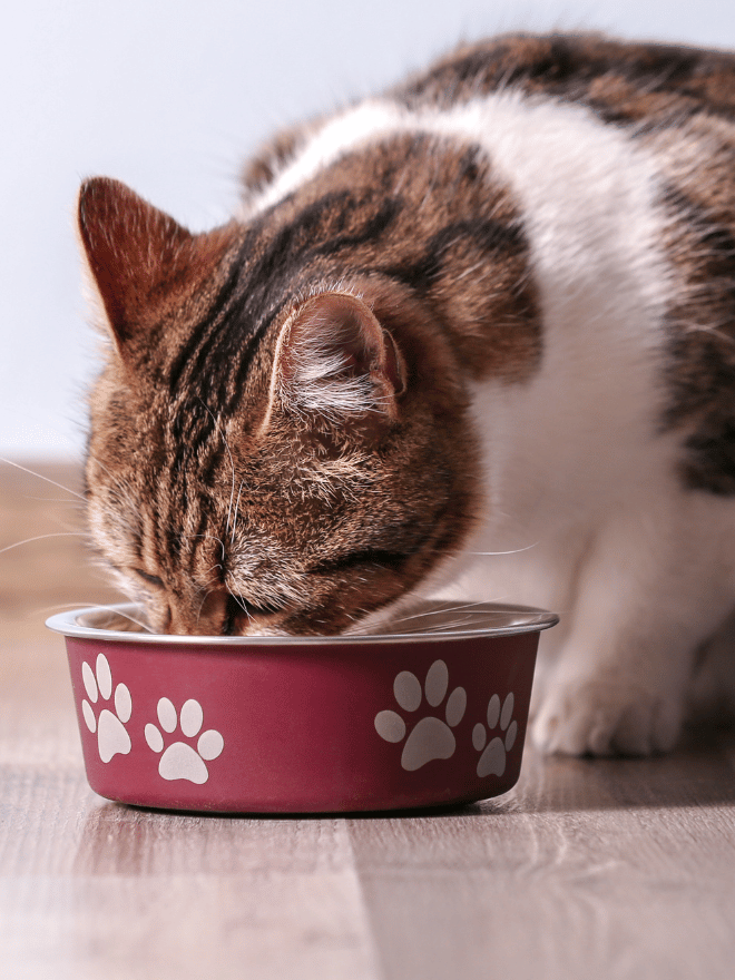 Chat blanc et marron qui mange dans une gamelle rouge