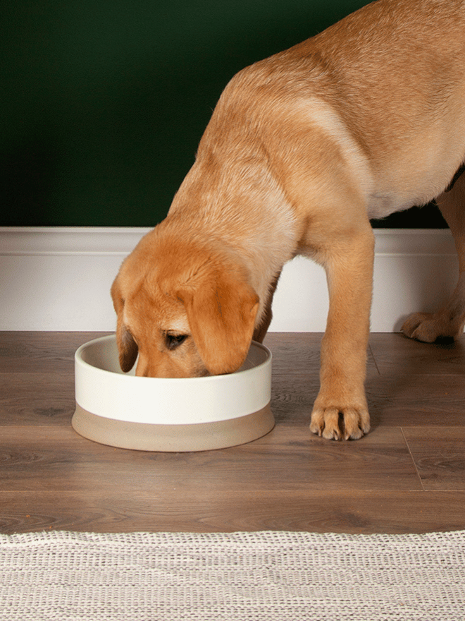 Chien qui mange dans sa gamelle