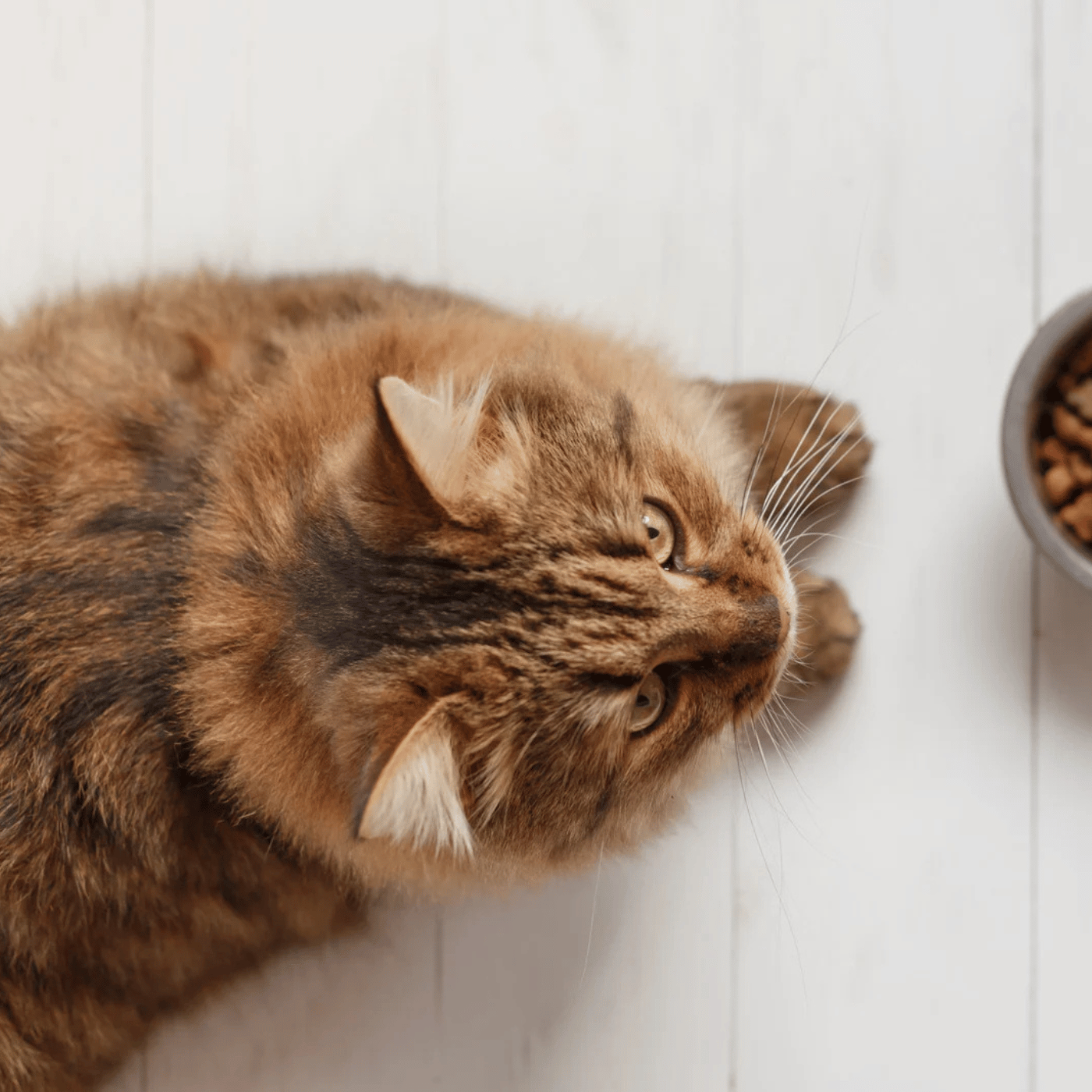 SHOPTHELOOK_2026_02_OP ST FELIX