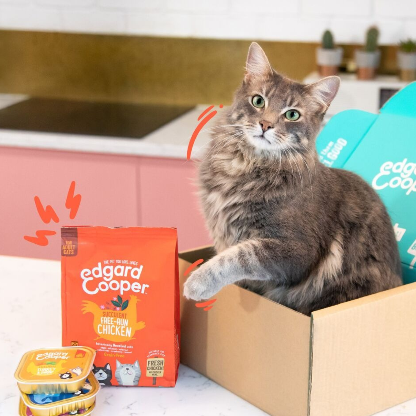 Chat qui mange dans sa gamelle