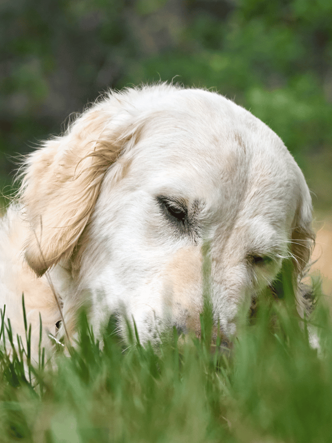 Visuel INDEX - Problèmes de peau du chien