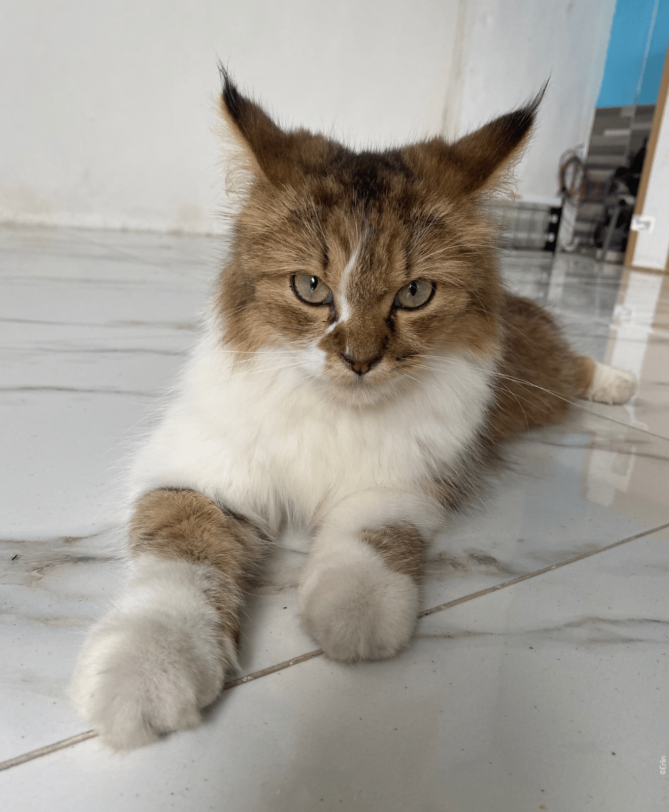 Chat allongé sur un sol en marbre, regardant doit devant