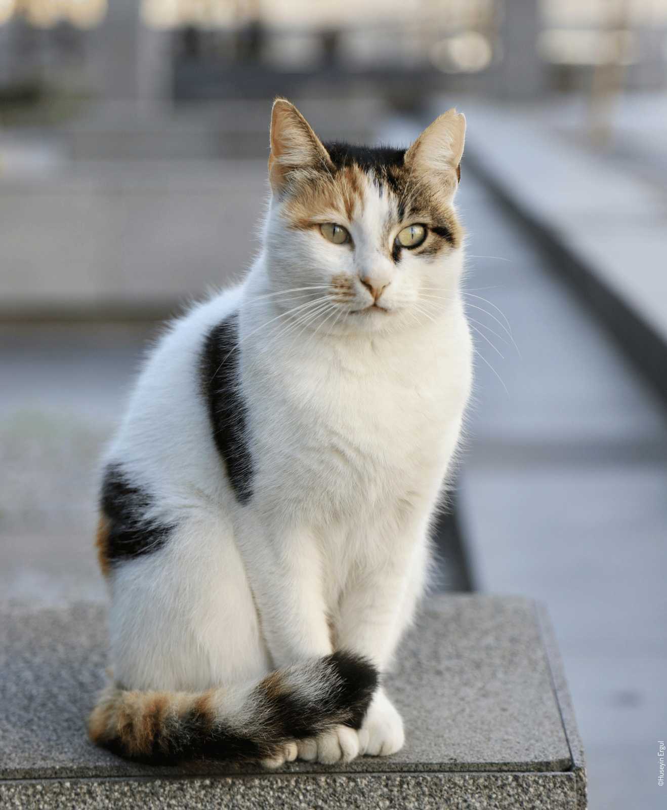 Chat tricolore assis sur un muret en extérieur