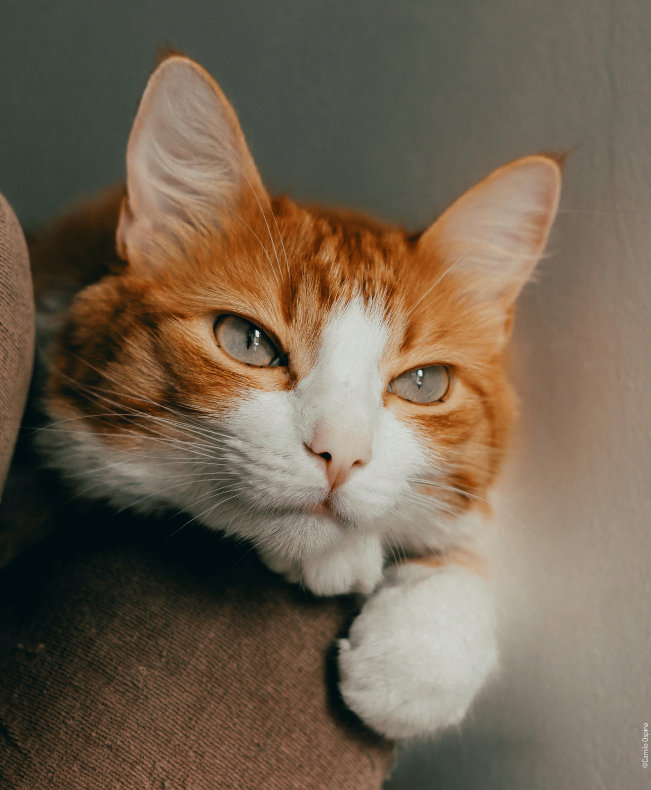 Chat orange et blanc reposant sur un coussin