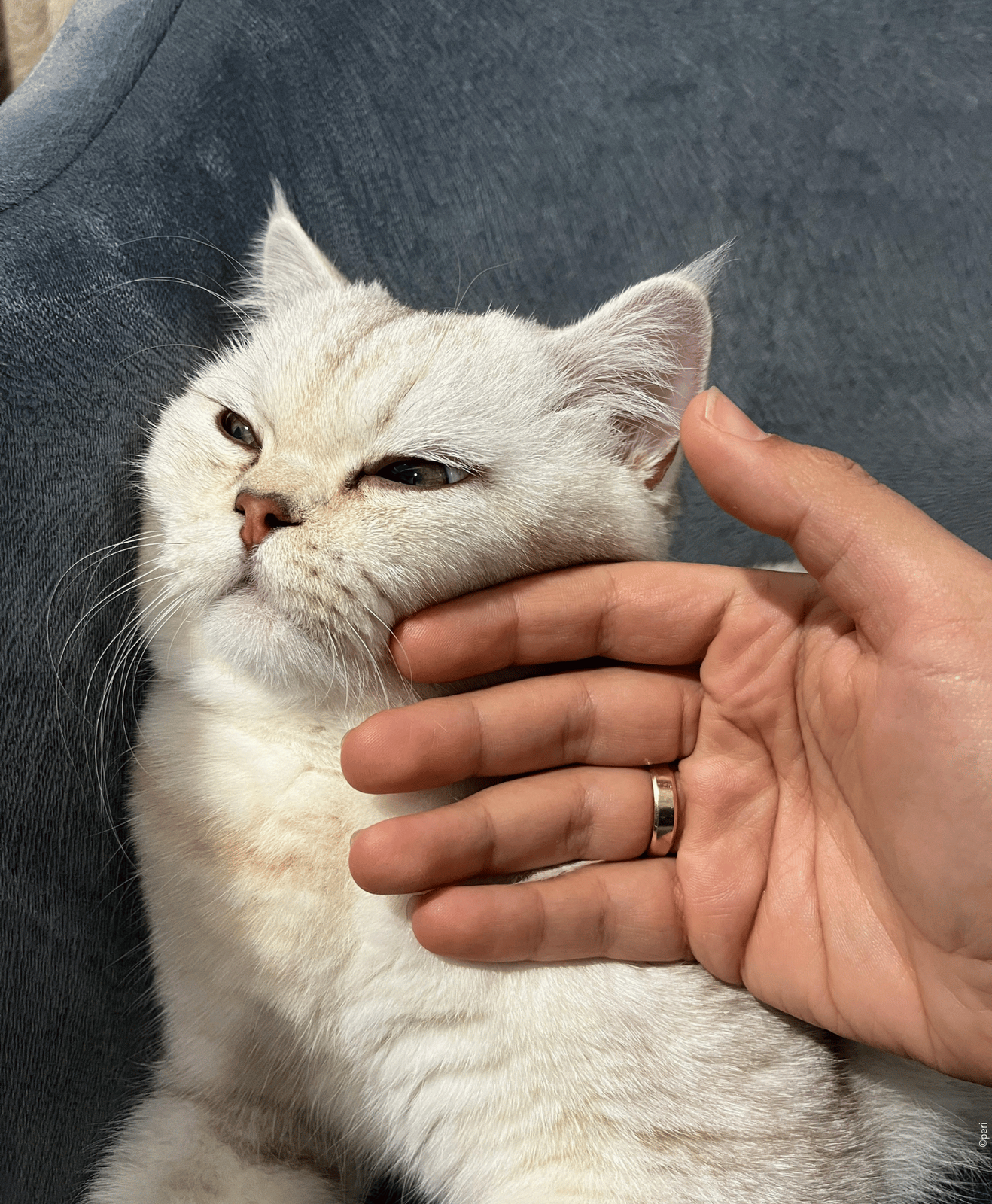 Chat clair se faisant caresser sous la tête