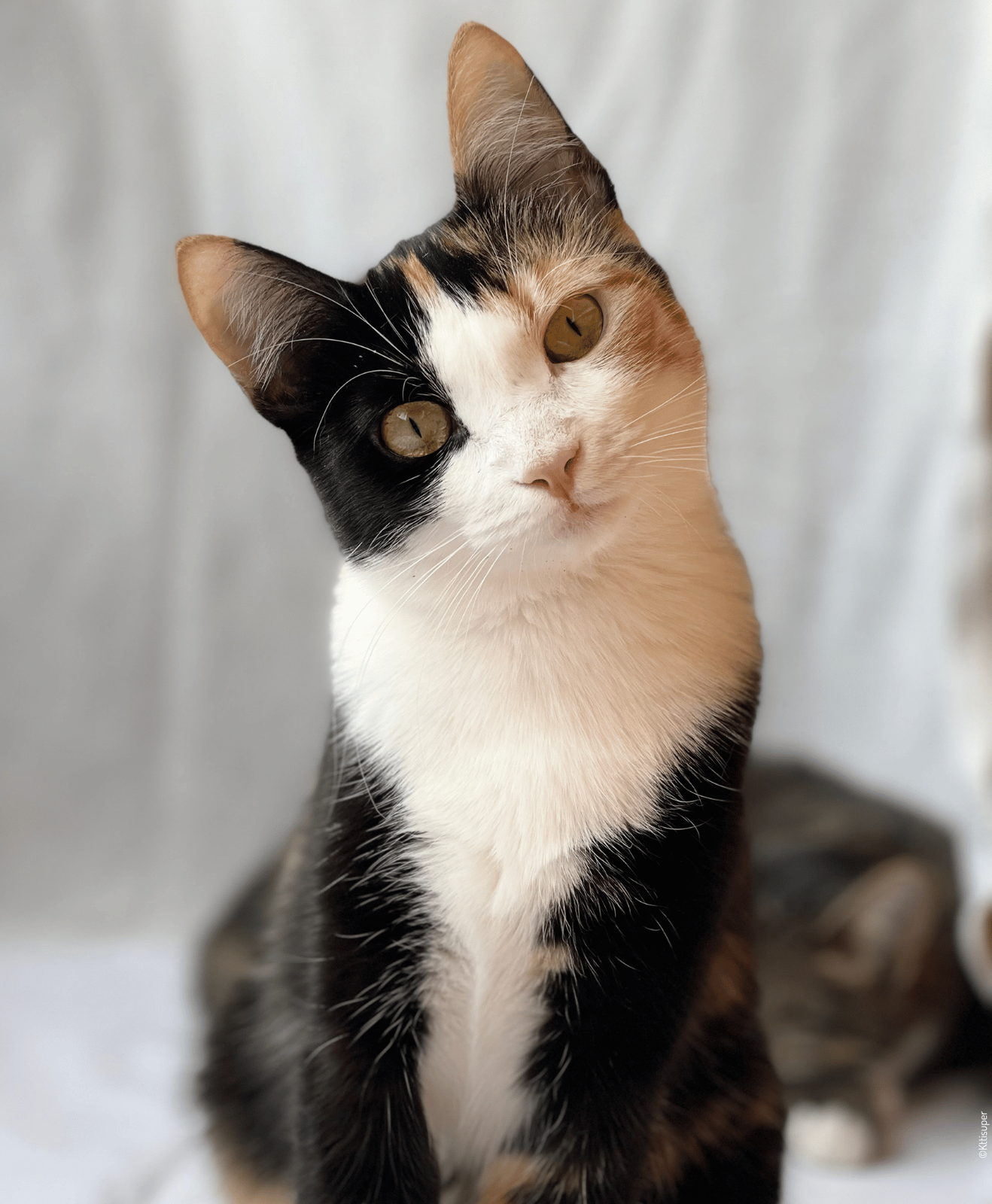 Chat tricolore inclinant la tête devant un fond clair