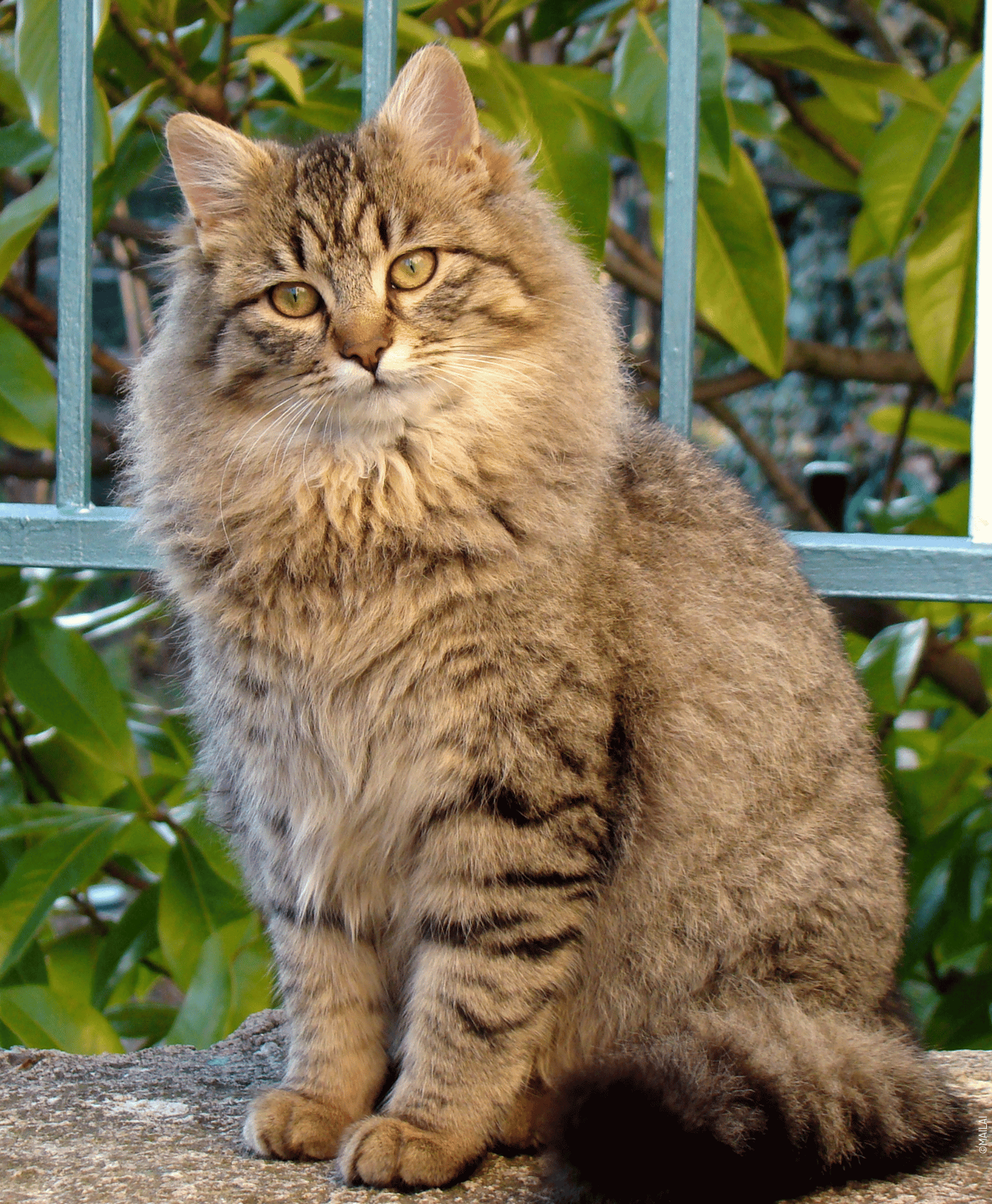 Chat tigré au pelage long assis devant des feuillages
