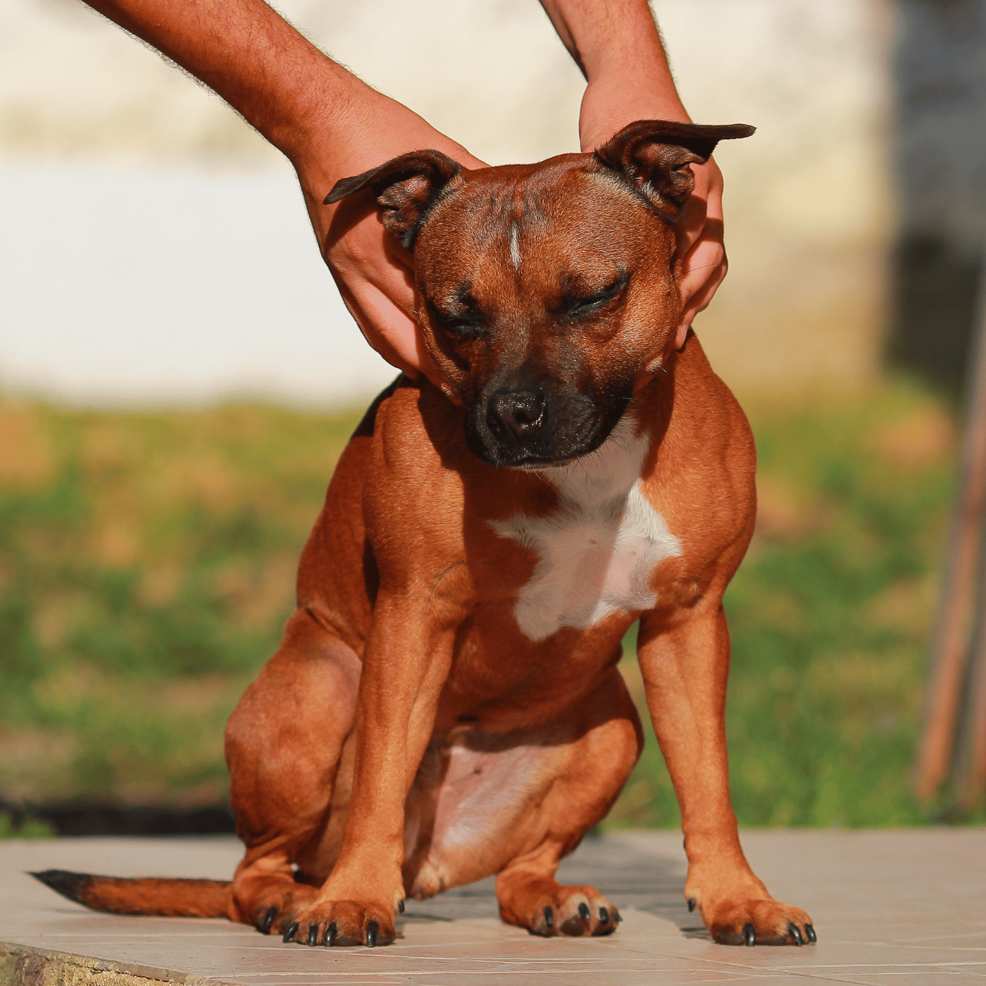 Chien assis, tenu par un personne au niveau de la tête