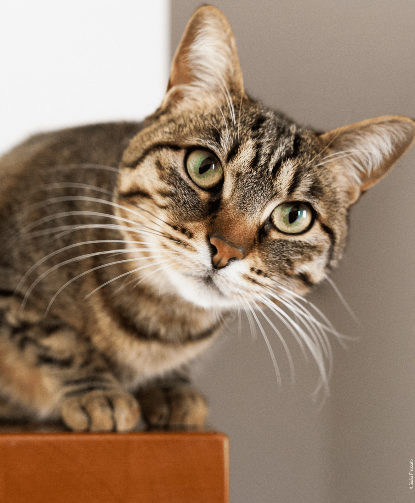 Chat tigré posé sur un meuble qui regarde vers l'appareil photo