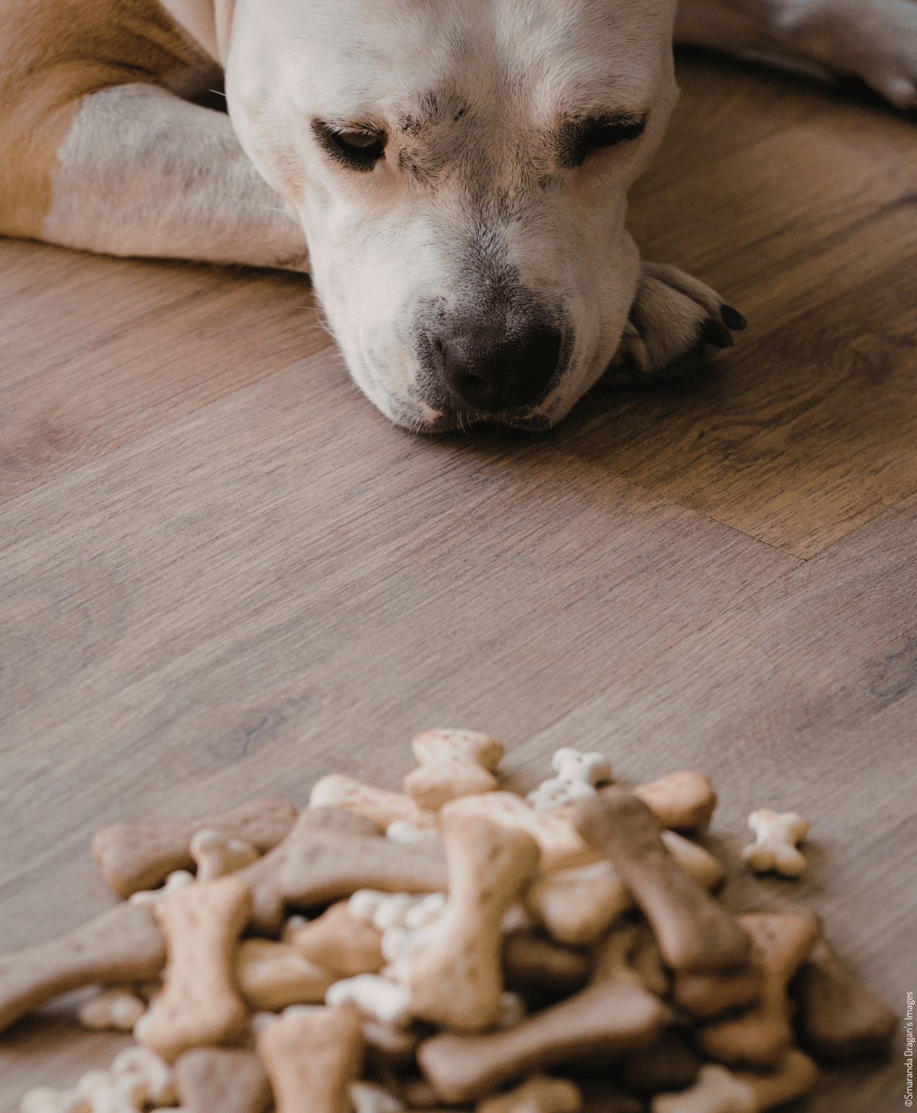 Un chien allongé qui regarde un tas de friandises en forme d'os posées devant lui