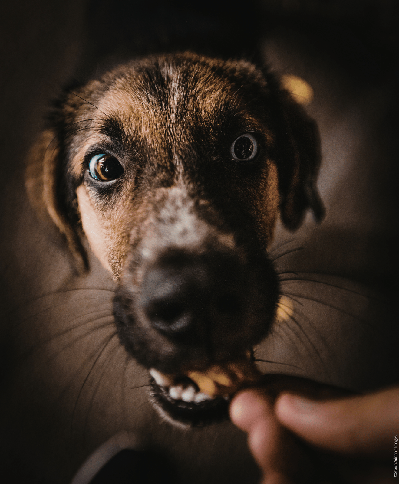 Un chien qui prend une friandise