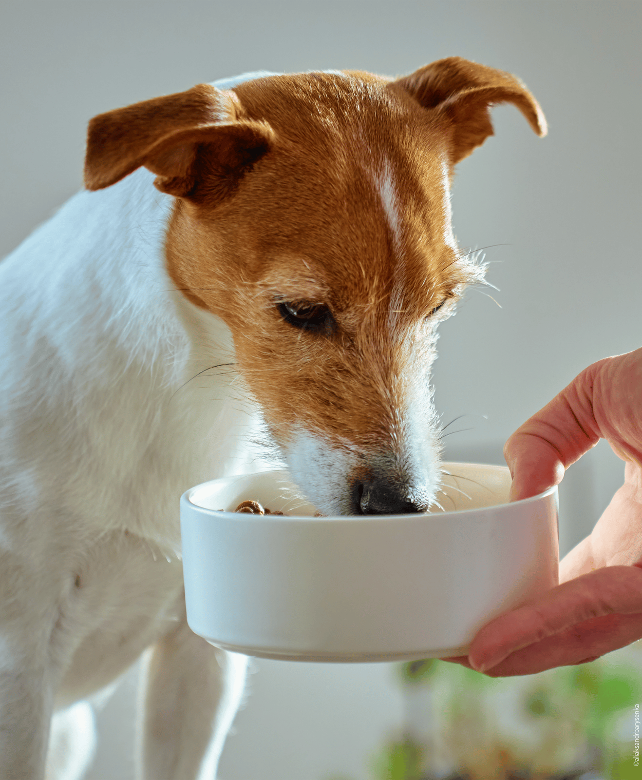 Chien au pelage blanc et fauve penché vers une gamelle blanche