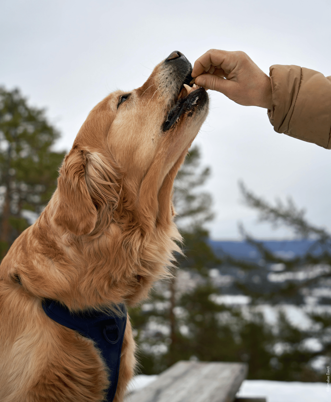 Chien levant la tête pour prendre une friandise