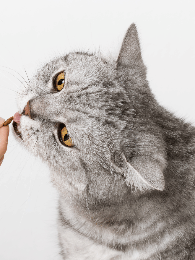 Chat gris recevant une friandise