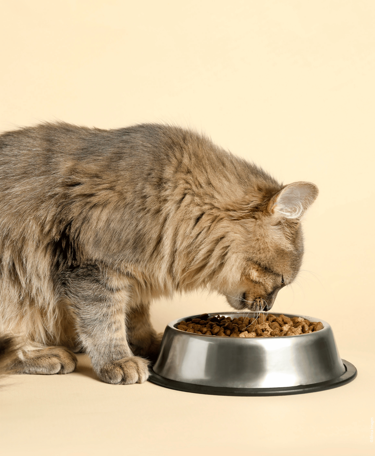 Chat mangeant des croquettes dans une gamelle en métal