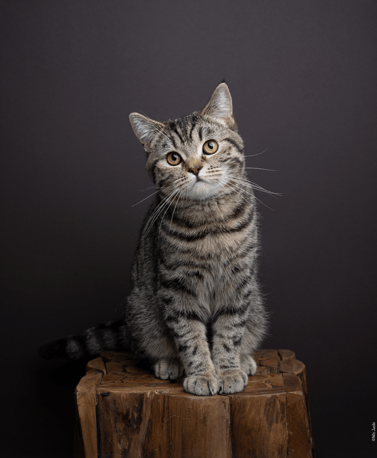 Chat tigré assis sur un tabouret en bois