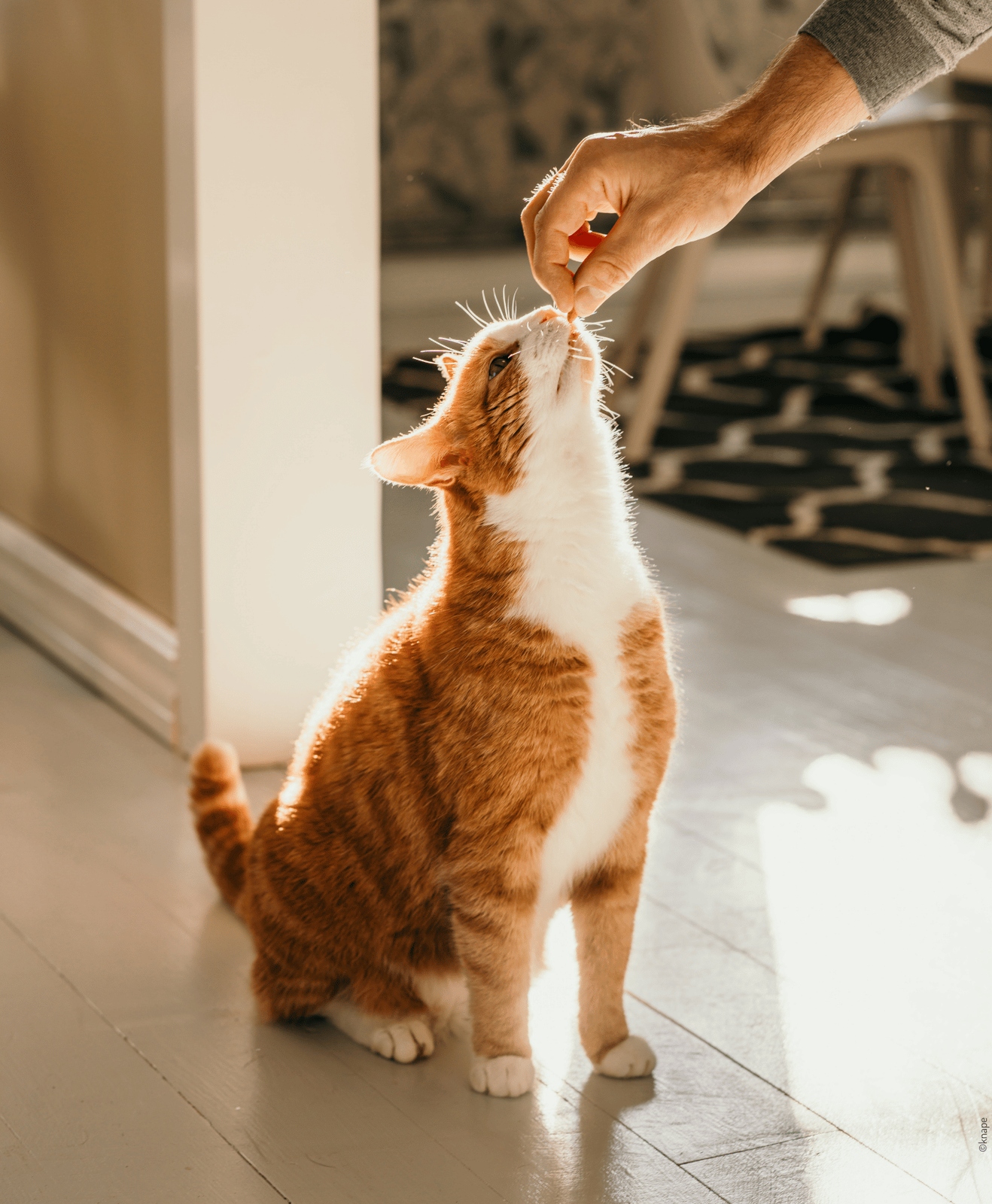 Chat roux et blanc recevant une friandise de la main d’une personne