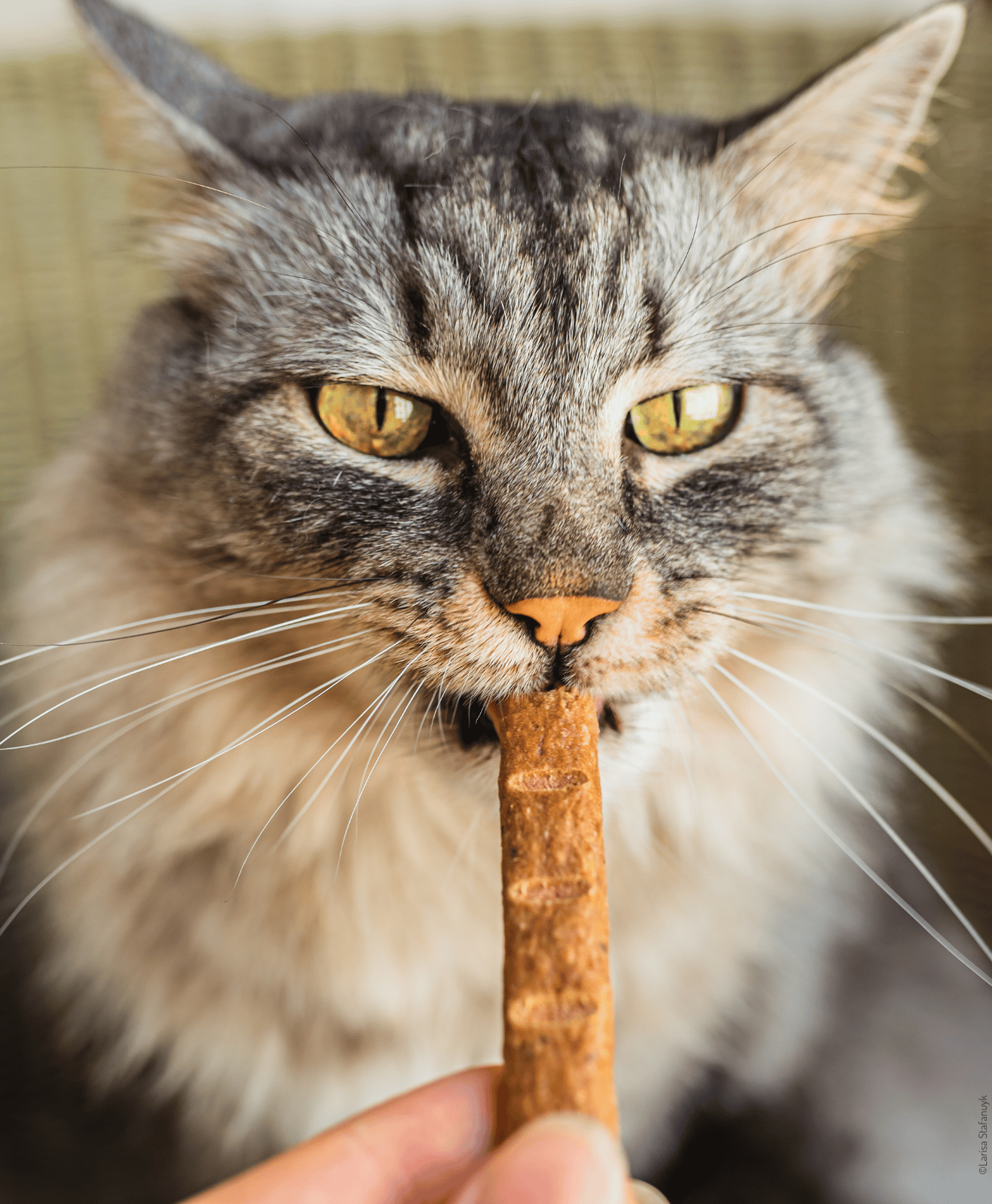 CHat à poil long mangeant un bâtonnet friandise