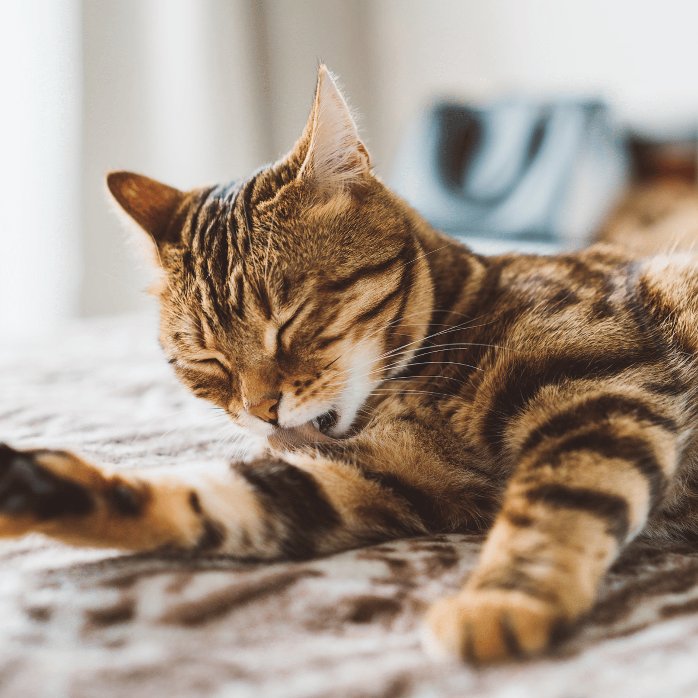 SHOPTHELOOK_2026_04_OP ANTIPARA_MASTER_CHAT