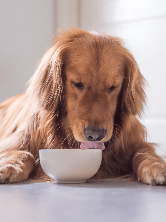 Un chien couché léchant un bol