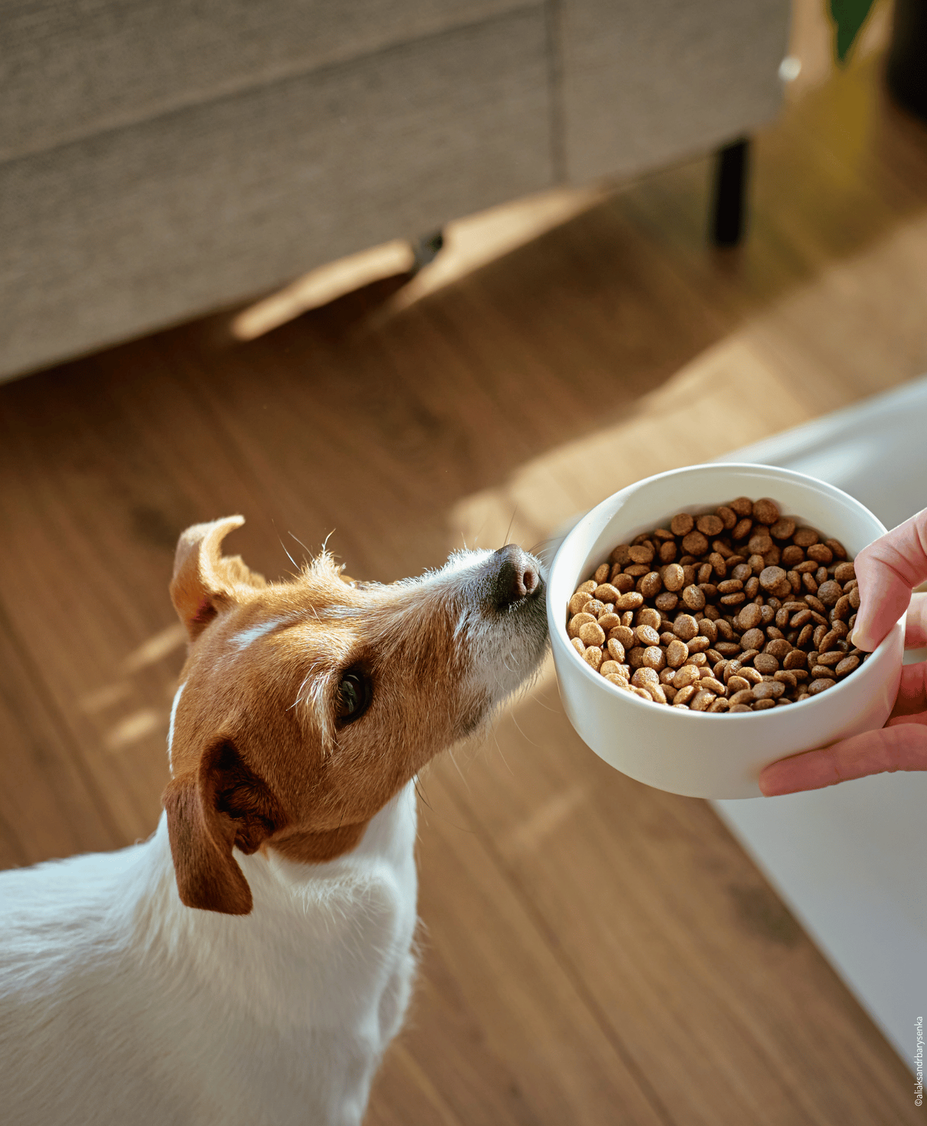 Un chien regardant un bol de croquettes tenu par une main