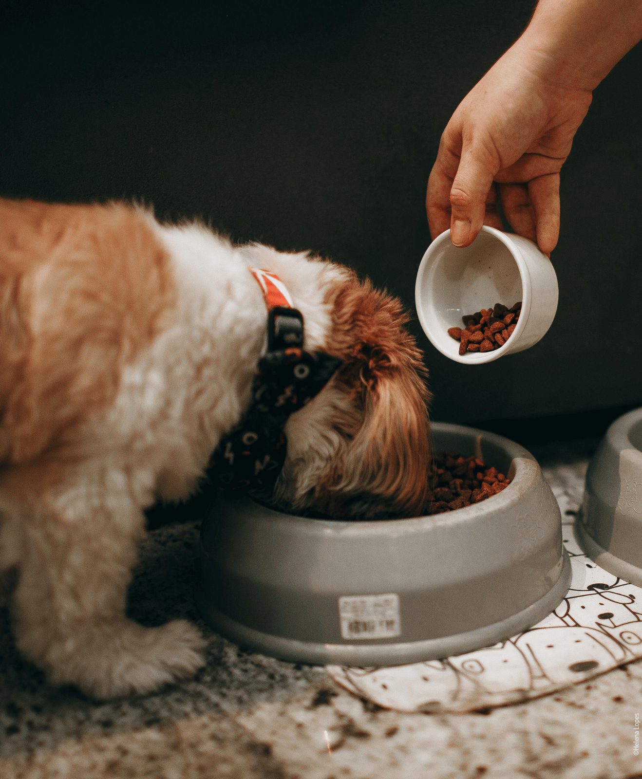 Un chien mangeant dans une gamelle pendant qu’une main verse des croquettes