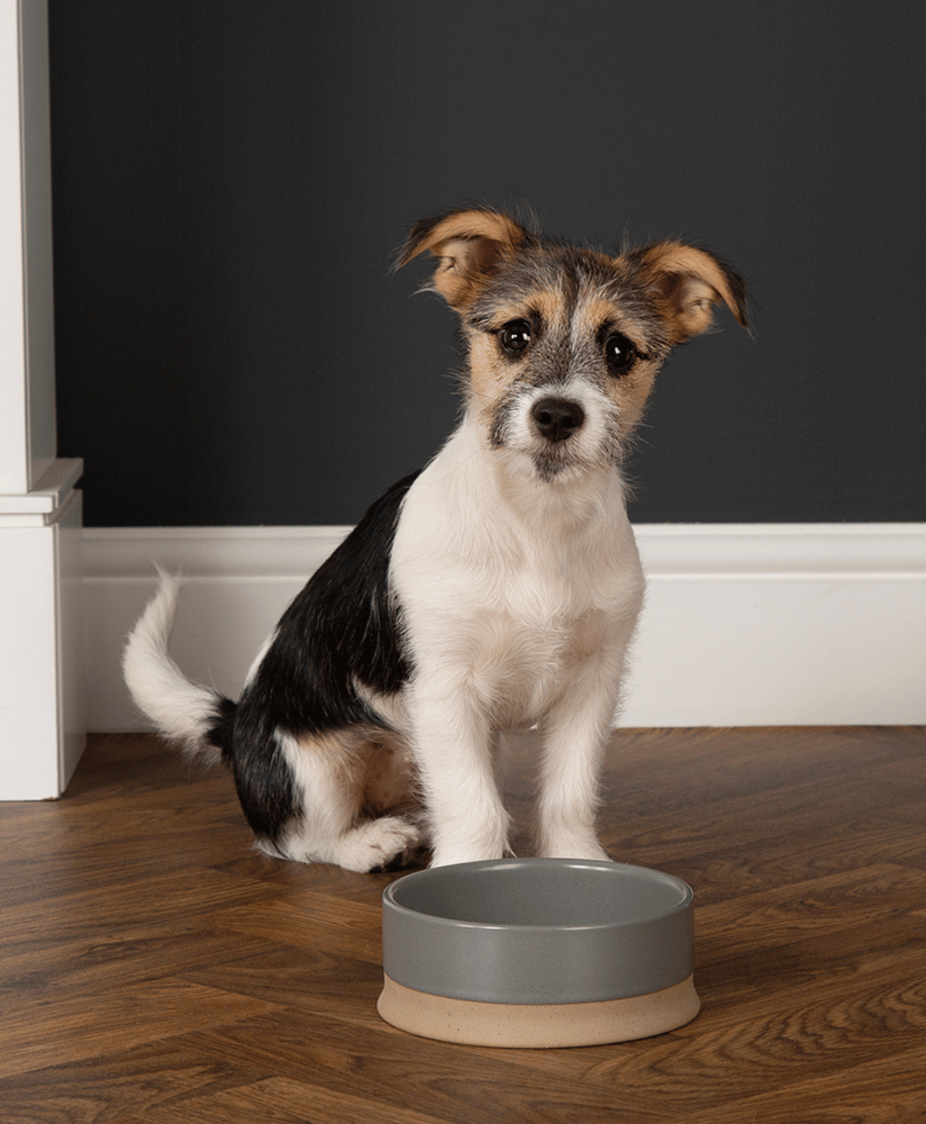 Un chien assis devant une gamelle vide