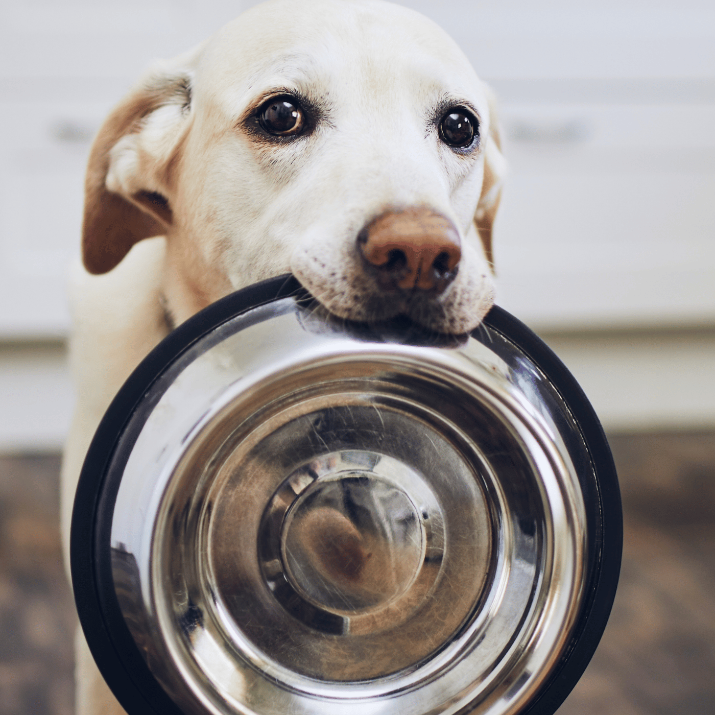 Chien blanc avec une gamelle dans la bouche