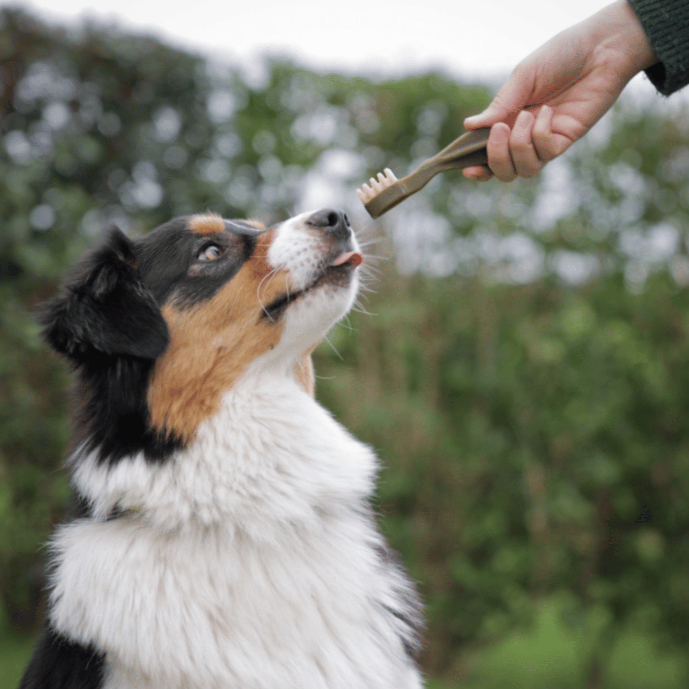 SHOPTHELOOK_2026_05_OP WHIMZEES_MASTER_CHIEN
