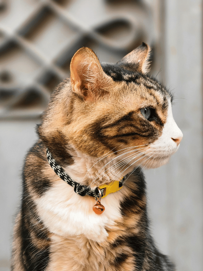 Chat avec un collier assis de profil