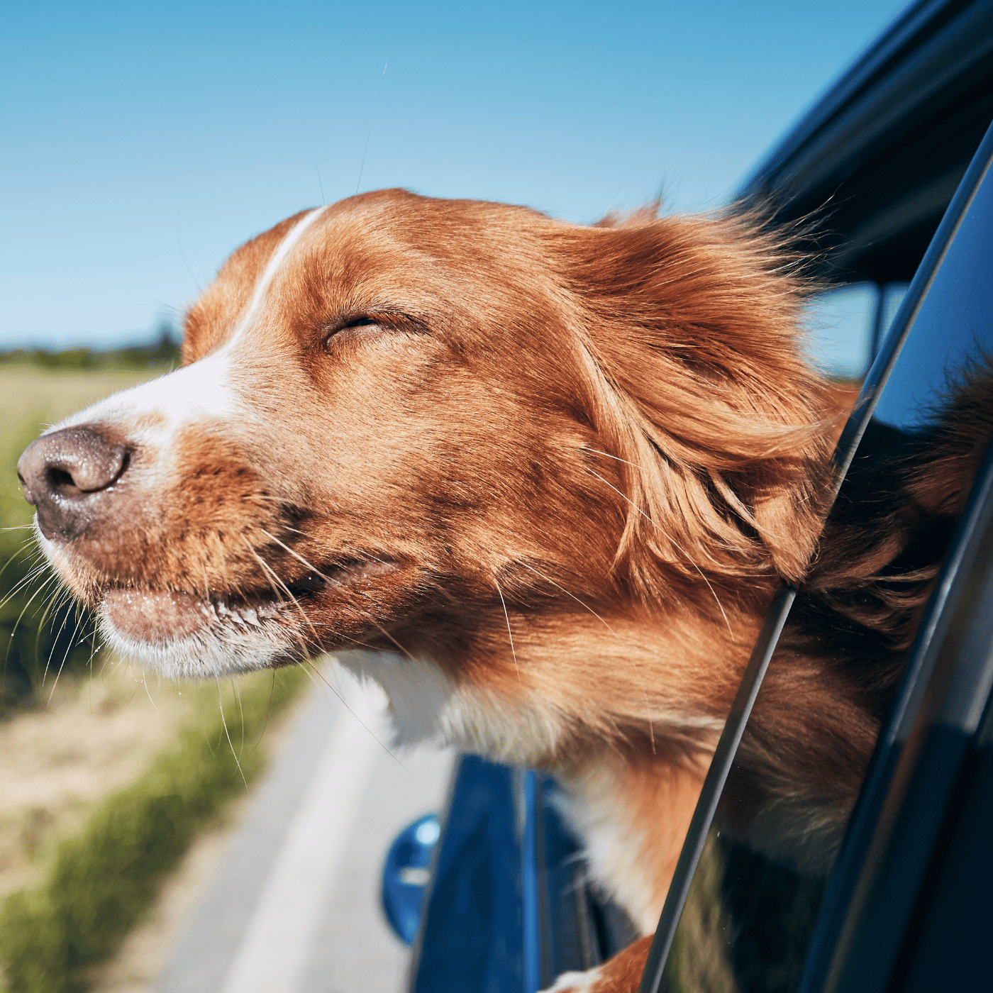SHOPTHELOOK_2026_05_OP DEPART EN VACANCES_MASTER CHIEN