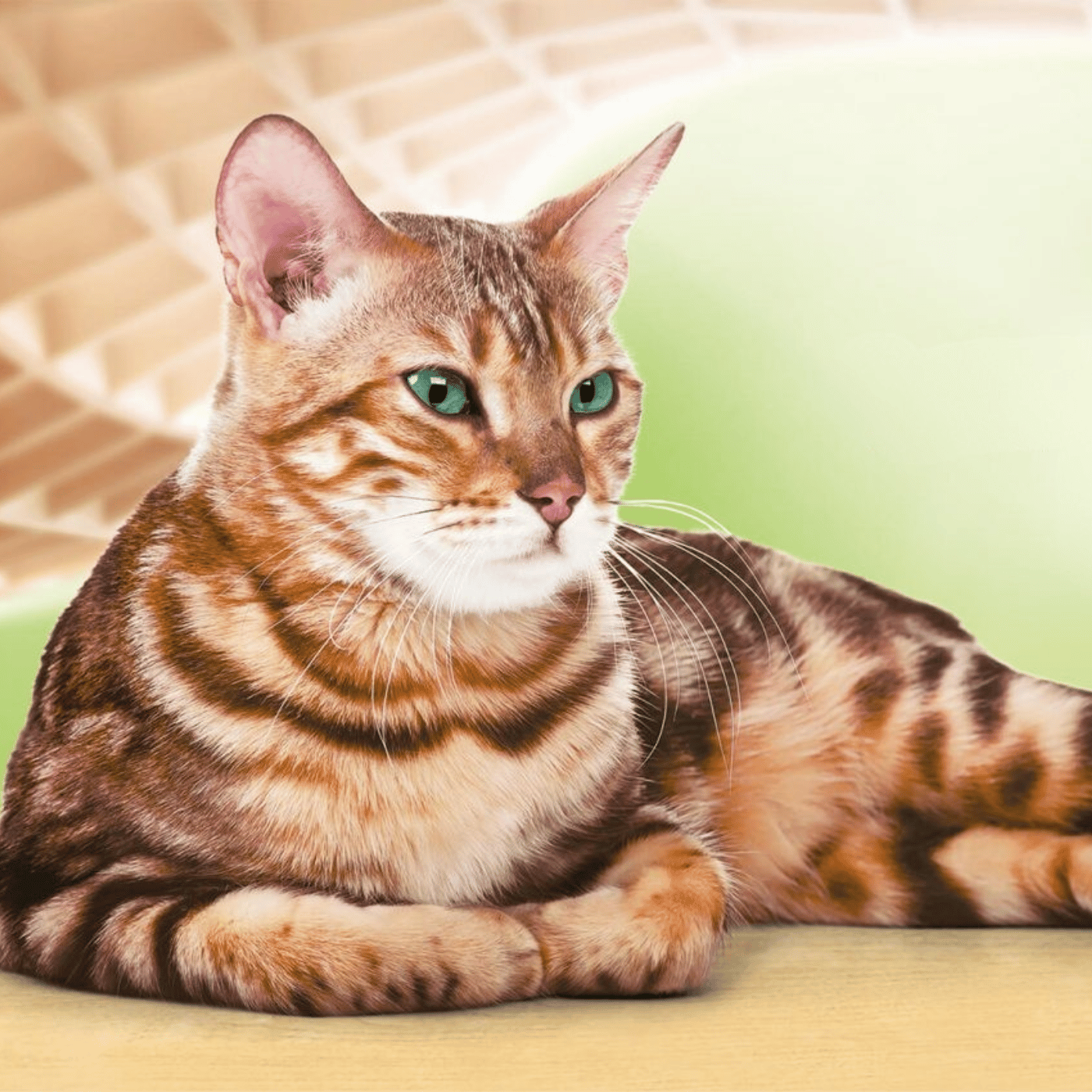 SHOPTHELOOK_2026_06_OP CATS BEST